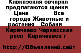 Кавказская овчарка -предлагаются щенки › Цена ­ 20 000 - Все города Животные и растения » Собаки   . Карачаево-Черкесская респ.,Карачаевск г.